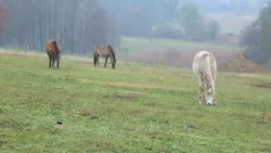 A honfoglalás lovainak öröksége A honfoglalás lovainak öröksége