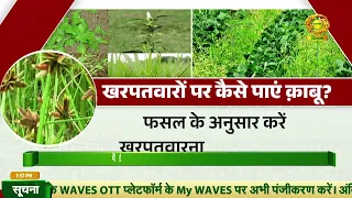 खरीफ में खरपतवार नियंत्रण कैसे करे?