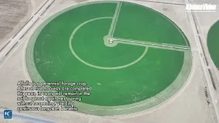 Campi di erba medica rendono più verde il deserto dello Xinjiang. Aiuta clima e panorama
