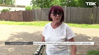 Stray Dogs Terrorize Shinnik Garden Community in Krasnoyarsk