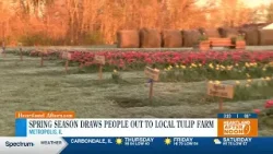 Spring season draws crowd to Heartland tulip farm