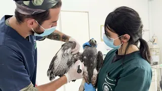Environmental authorities fight to save two birds shot in Eastern Antioquia