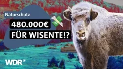Wiederansiedlung in Deutschland gefloppt: Zerstörung statt Naturschutz? | Westpol | WDR