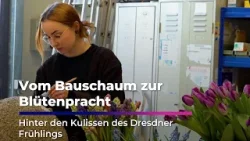 Hinter den Kulissen des Dresdner Frühlings I Sachsen Fernsehen Hinter den Kulissen des Dresdner Frühlings I Sachsen Fernsehen