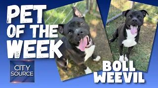 🐶Pet of the Week - Boll Weevil