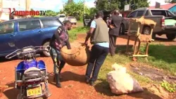 Mundurume guikio ngono akiendia Macadamia atari marua Gatundu