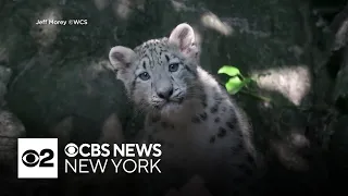 Snow leopard cub makes debut at Bronx Zoo