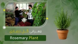 معرفی گل رزماری در یک گلفروشی پروان ٢، کابل