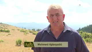 Otkup jagnjadi, berba grožđa, rod krompira i borovnica -  AGROSAZNANJE