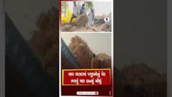 Vav Tharad | વાવ થરાદમાં પશુઓનું પેટ ભરવું પણ બન્યું મોંઘું | Farmer | Famine | Shorts | Gujarat
