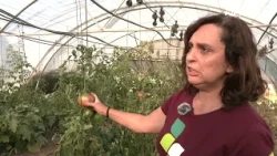 SUSTRAIA: Aretxabaletako tomate arrosa, Unai Lekuona eta Gernikako urriko azken astelehena
