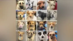 PACC looking to home hundreds of dogs