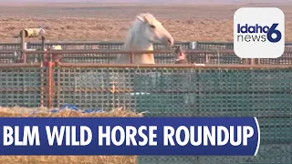 Wild horse herding in Idaho and Oregon