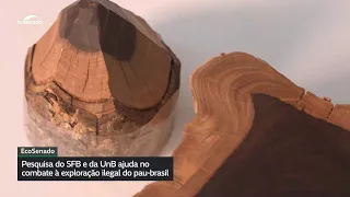 Researchers develop method to investigate the origin of commercially exploited Brazilwood