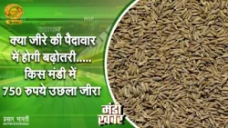 Mandi Khabar | मंडी खबर- क्या जीरे की पैदावार में होगी बढ़ोतरी... | DD Kisan | April 08, 2026