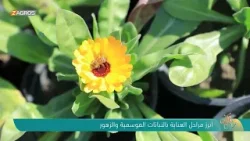 ابرز مراحل العناية بالنباتات الموسمية والزهور | نسمات زاكروس ابرز مراحل العناية بالنباتات الموسمية والزهور | نسمات زاكروس