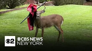 N.J. neighbors hope to help deer with pole stuck in antlers