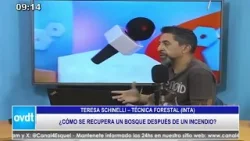 TERESA SCHINELLI - TEC. FORESTAL INTA: COMO SE RECUPERA EL BOSQUE DESPUES DE UN INCENDIO