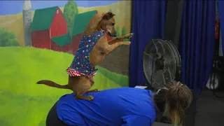 All-Star Stunt Dogs Splash at the Minnesota State Fair
