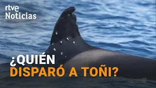 Who shot Toñi, the oldest orca in the Strait of Gibraltar? | RTVE