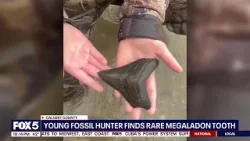 Десятилетний мальчик обнаружил редкий зуб мегалодона в округе Калверт.