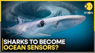 Sharks Become Ocean Sensors | Scientists Explore New Way to Predict Hurricanes Using Shark Movements