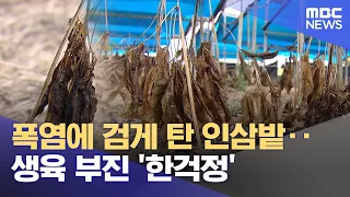 Ginseng fields scorched by heatwave... growing concerns over poor crop development (09/18/2026/Ne...