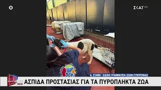 Ασπίδα προστασίας για τα πυρόπληκτα ζώα | Πρωινή Ενημέρωση | 03/08/2026
