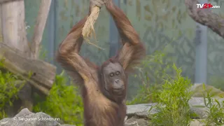 World Orangutan Day: New climbing facility at Schönbrunn Zoo