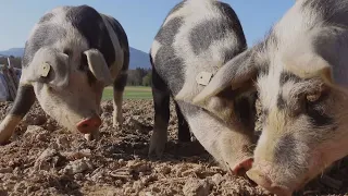 African Swine Fever: 100 Pigs Culled. Farmers Concerned