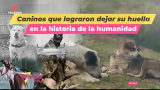 Getting to know the history of the canines that have left their mark on humanity – Vitrina Hoy