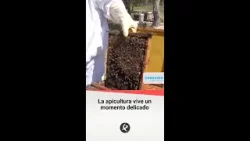 La apicultura vive un momento delicado