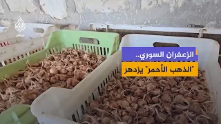 Syrian Saffron.. A Promising Crop with High Economic Returns