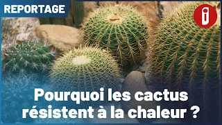 Why do cactus plants withstand the heat?