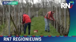 Goed wijnjaar voor boeren in regio  ||  RN7 REGIONIEUWS