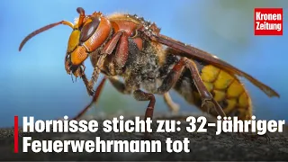 Hornet sting proves fatal: 32-year-old firefighter dead | krone.tv NEWS