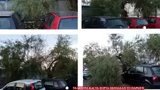 Καλύφθηκε από δέντρα το Πάργκινκ  στην Σπηλιά