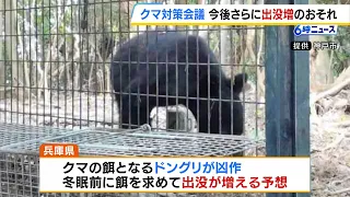 Bear Sightings Significantly Exceed 5-Year Average: Hyogo Prefecture to Lift Ban on "Gun Hunting"...