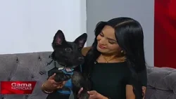 ?Huellitas en Gama | Voluntariado y adopciones  /  27/2/2026