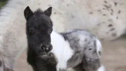 Конете на България: Колко тежи най-малкото родено конче в България от порода Фалабела