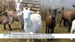 Ευλογιά αιγοπροβάτων: Ανησυχία από τη Ροδόπη, επιφυλακή στον Έβρο