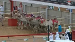 الشوط الرئيسي الأول (مسائي) | مهرجان المرموم التراثي لسباقات الهجن | 31-03-2026