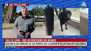 Tras las peregrinaciones, buscan a las familias de varios perritos