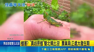 Giant Grasshoppers Spotted in Greater Taipei! Agriculture Bureau Clarifies They Are Harmless and ...