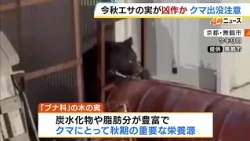 [Caution] Poor nut harvest this autumn may drive bears into residential areas: Risk of increased ...