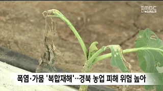 'Compound Disaster' of Heatwave and Drought... High Risk of Agricultural Damage in Gyeongbuk