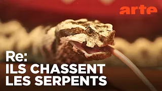 En Croatie, attention aux serpents ! | ARTE Regards