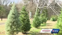 Jackson tree farmer offers tips to repurpose Christmas trees