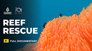 Can “super coral” and cooling the sea, save reefs from climate change? | 101 East Documentary