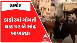 Dakor Cattle Issue | ડાકોરમાં રખડતા ઢોરનો ત્રાસ યથાવત, ગોમતી ઘાટ પર બે સાંઢ બાખડ્યા